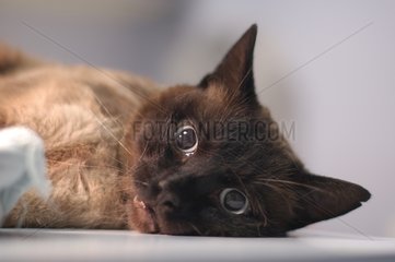 Siamese -Katze unter General Qulanquilisters Frankreich