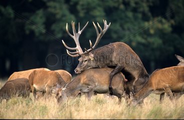 A wapiti and a hind coupling itself