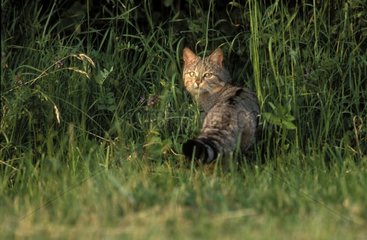 Letzter Blick der wilden Katze  die in den Vosges -Wald zurückkehrt
