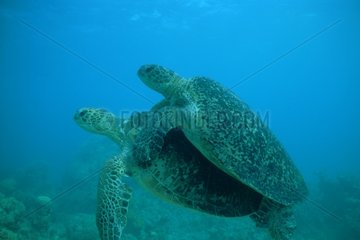 Green sea turtle in coupling Grooves island Australia