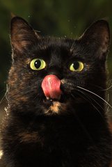Portrait of a She-cat licking her chops France