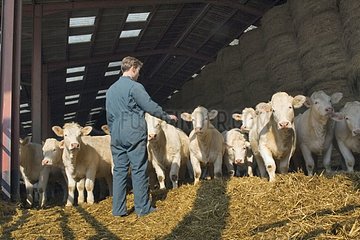 Stockbreeder und seine Herde von Kuh Charolaise