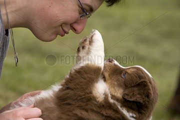 'Australian Shepherd' Puppie and its boss France