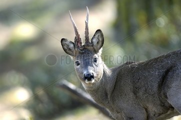 Roe Deer male with its new antler Queyras France