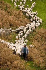Sheeps Transhumance Lacaune Race Plateau du Larzac