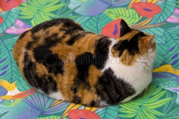 Tricolour Cat lying on a multicolored tablecloth France