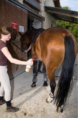 Spraying anti horseflies and mosquitoes on a Horse