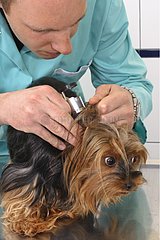 Veterinarian inspecting the ears of a Yorkshire