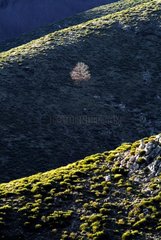 Einsamer Baum am Hang der Mount Tanargue Ardèche