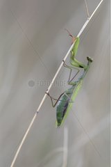 Praying Mantis on a dry stem Bas-Rhin France