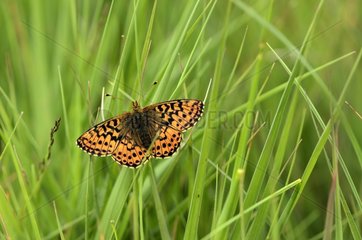 Cranberry Fritillaries in summer in a bog Vosges France