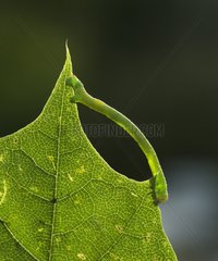 Inchworm on leaf - France