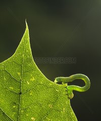 Inchworm on leaf - France