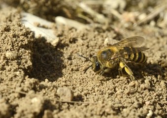 Colletid bee digging a burrow in the ground - France