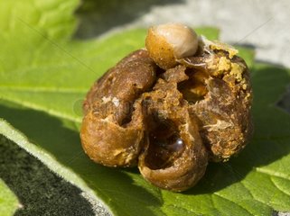 Brown Bumblebee nest on a leaf - France