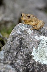 Common Toad male in breeding period France