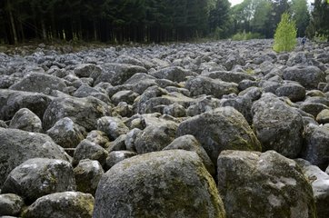 The field Rocks Barbey-Seroux Vallee of Vologne France