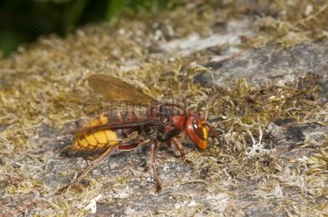 Hornet eating ants on a trunk in the forest France
