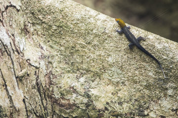Yellow-head gecko male (Gonatodes albogularis) on a tree  Cahuita national park  Costa Rica