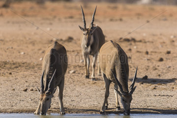 Common Elands (Taurotragus oryx) drinking at the sunset  Etosha national park  Namibia