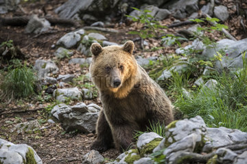 European brown bear (Ursus arctos) in the Sneznik forest  Slovenia