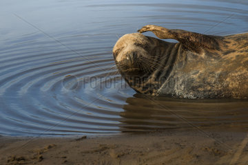Gray seal (Halichoerus grypus)  Donna Nook Nature Reserve  Louth  England