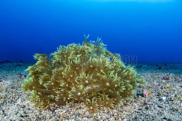 Colony of Green Flower Pot Coral (Goniopora stokesi) on the bottom  Lembeh Strait  Indonesia