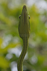 Vine snake (Ahaetulla prasina)  Amurang  North Sulawesi. Indonesia.