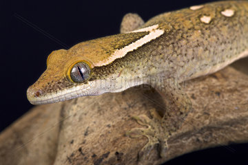 Sarasin's giant gecko (Correlophus sarasinorum) is an rare and endangered lizard species endemic to New Caledonia.