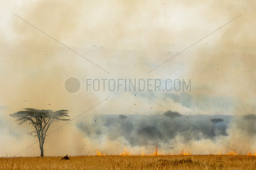Bush fire  Masai-Mara Reserve  Kenya