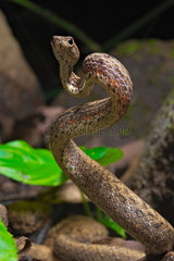 Mock viper (Psammodynastes pulverulentus)  Amurang  North Sulawesi  Indonesia