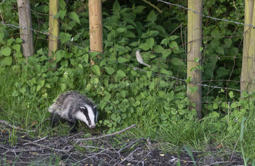 Badger (Meles meles) walking near a fence  England