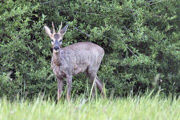Roe deer (Capreolus capreolus) male  Nievre  Burgundy  France