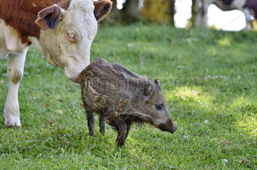 Eurasian wild boar (Sus scrofa) young boar adopted by a herd of Montbeliard cows in Haut-Doubs  France