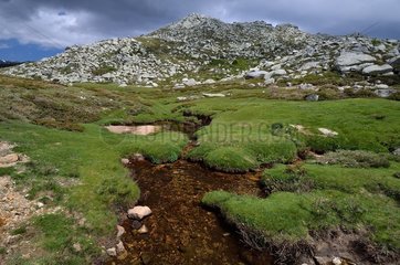 Limestone plateau of Coscione between pozzines  moors and pastures  Alta Rocca region  Corsica  France