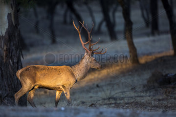 Red deer (Cervus elaphus) male  Cordoba  Andalucia  Spain