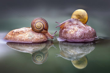 Two little snails on rocks in water  Luzzara  Reggio Emilia Italy