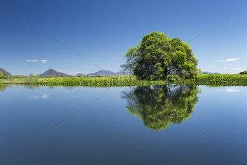 Trees reflecting in the a secondary river connected to Paraguay River  Pantanal  Brazil