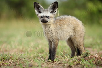 Young bat eared fox (Otocyon megalotis)  Masai Mara  Kenya