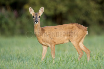 Roe deer (Capreolus capreolus)  female eating  Alsace  France