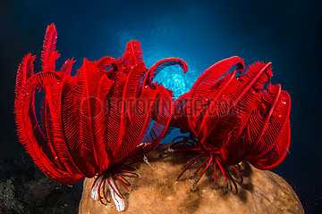 Two Red feather star (Himerometra robustipinna)  Bangka Island  North Sulawesi  Indonesia