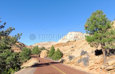Road in Zion National Park located in Southwestern Utah  USA