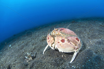Spectacled box Crab (Calappa philargius) on the sand  Lembeh Strait  Indonesia