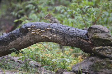 Perny's Long-nosed Squirrel (Dremomys pernyi) on a trunk  Shanxii  China