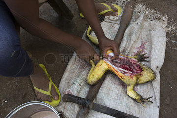 Goliath frog (Conraua goliath) Hunted for food. Bush meat. Cameroon