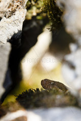 Asp viper (Vipera aspis) hidden in an old wall  Bollenberg  Alsace  France
