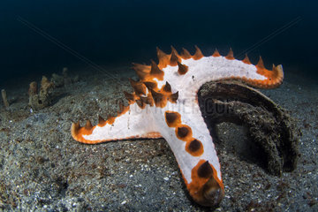 Chocolate Chip Sea Star (Protoreaster nodosus) on the bottom  Lembeh Strait  Indonesia