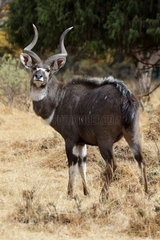 Mountain nyala (Tragelaphus buxtoni) dominant male  Dinsho  Ethiopia