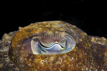 Cuttlefish (Sepia officinalis)  Tenerife  Marine invertebrates of the Canary Islands