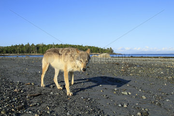 Wolf (Canis lupus) on beach  Great Bear Rainforest  British Columbia  Canada